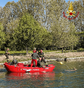 Salvato un capriolo alla Reggia di Venaria, era caduto in acqua